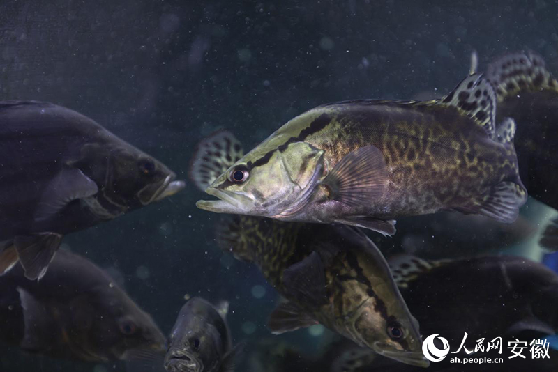 安徽达维水产养殖有限公司养殖的鳜鱼。人民网记者 王晓飞摄