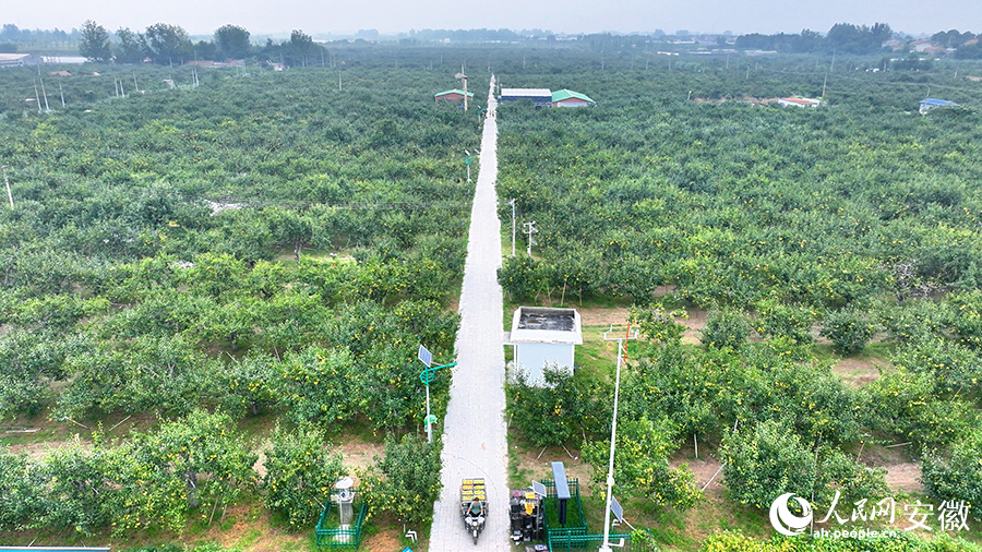 俯瞰砀山县园艺场的“一号梨园”基地。 人民网 郭昊摄