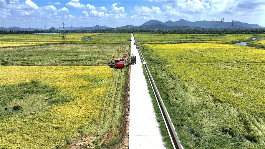 郎溪县抓紧时间抢收水稻。
