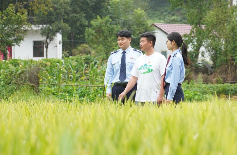 國家稅務總局霍山縣稅務局工作人員走進當地秋糧產區，查看農作物長勢，宣傳稅收惠農政策。朱鈺珩、戴煜攝