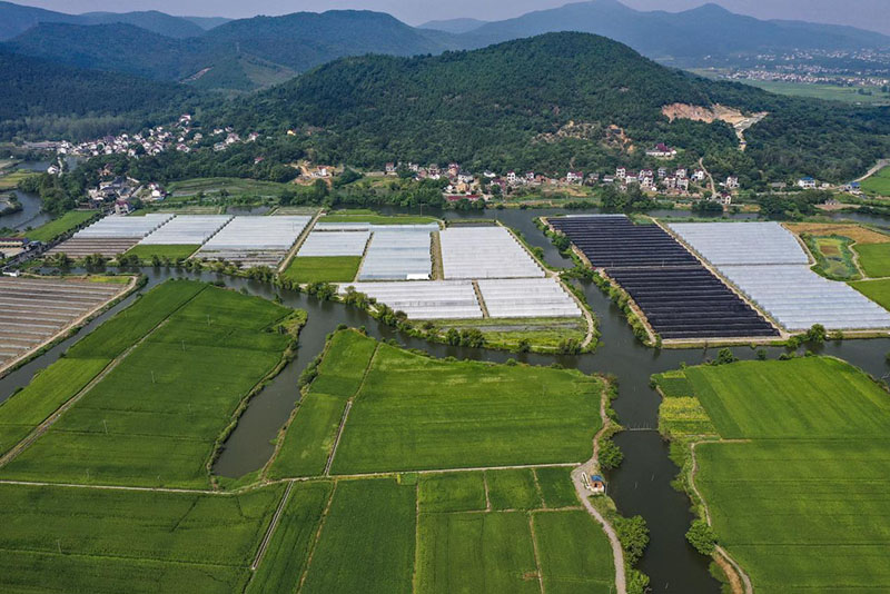 当涂县护河镇青山村圩上青草莓基地。