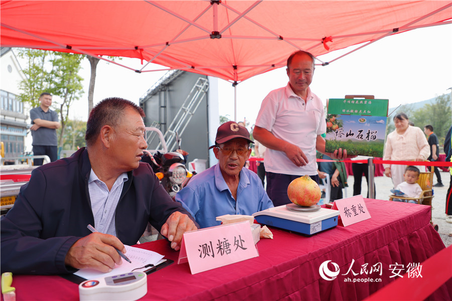 “石榴王”評選測量現場。人民網記者 王曉飛攝