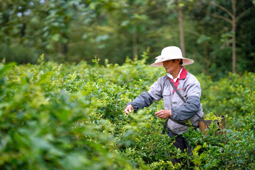 茶农在采摘新鲜的莓茶。陈磊摄