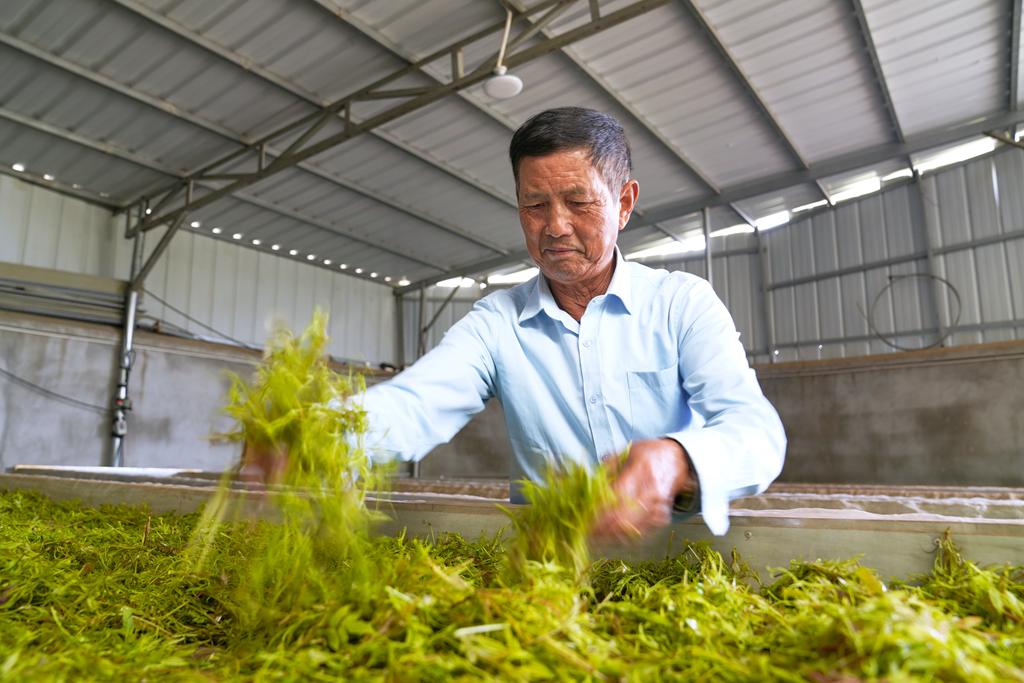 莓茶加工车间一派繁忙。陈磊摄
