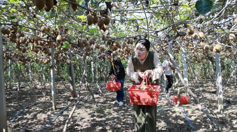 市民前来采摘品尝猕猴桃。