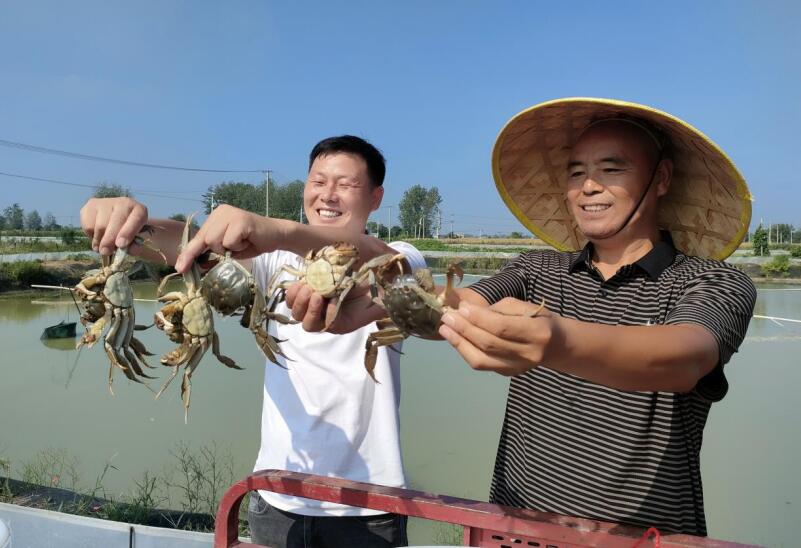 老庙镇仙阳养殖专业合作社负责人展示刚捕捞的大螃蟹。