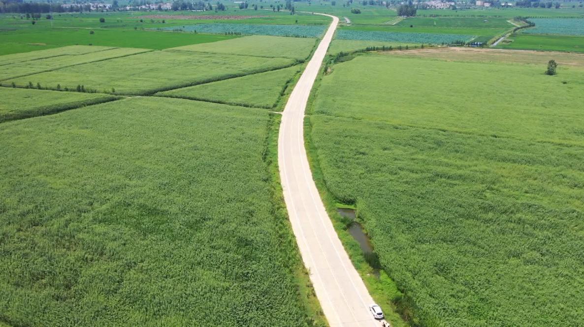阜南縣郜台鄉的杞柳種植基地