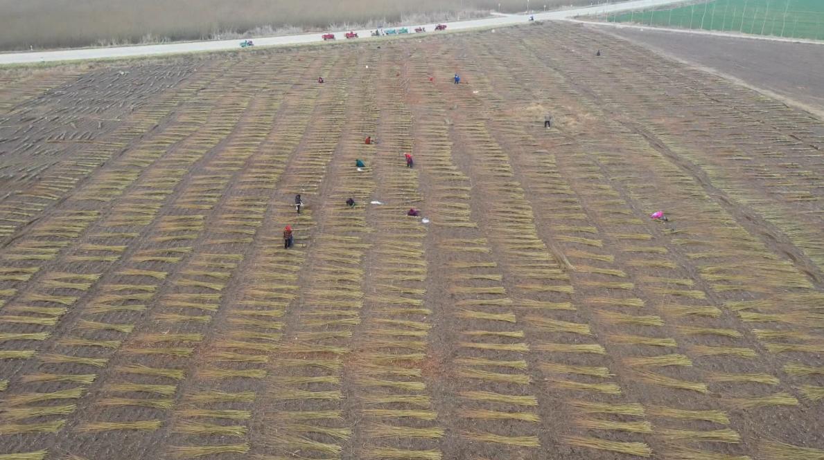 阜南縣郜台鄉的杞柳種植基地收割杞柳的畫面