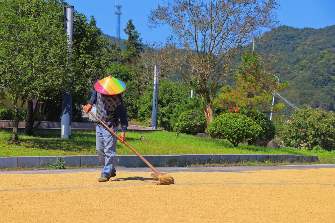 農戶在法治廣場上晒稻。
