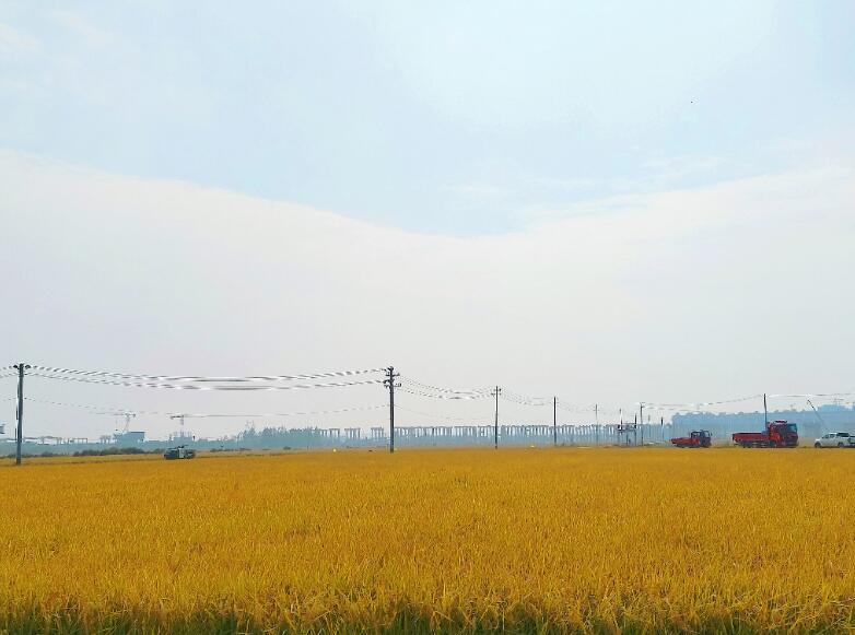 金黄的稻穗铺满田野。