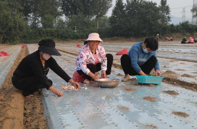 村民在蒜地里务工。