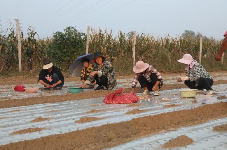 村民在蒜地里务工。