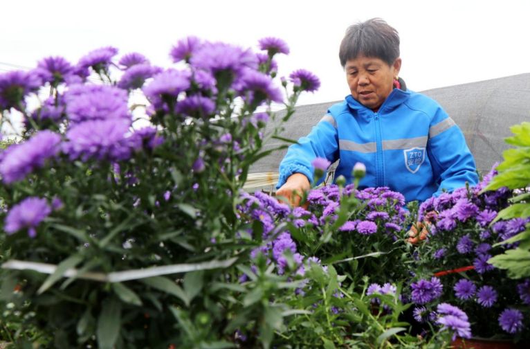 魏岗镇王土庄菊农在对盆景菊花扎头移盆。谯城区魏岗镇供图