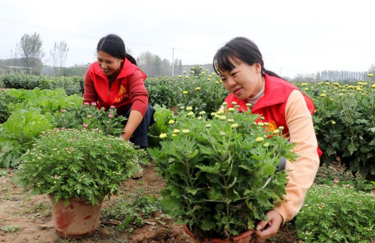 志愿者在花卉基地对盆景菊花移盆。谯城区魏岗镇供图