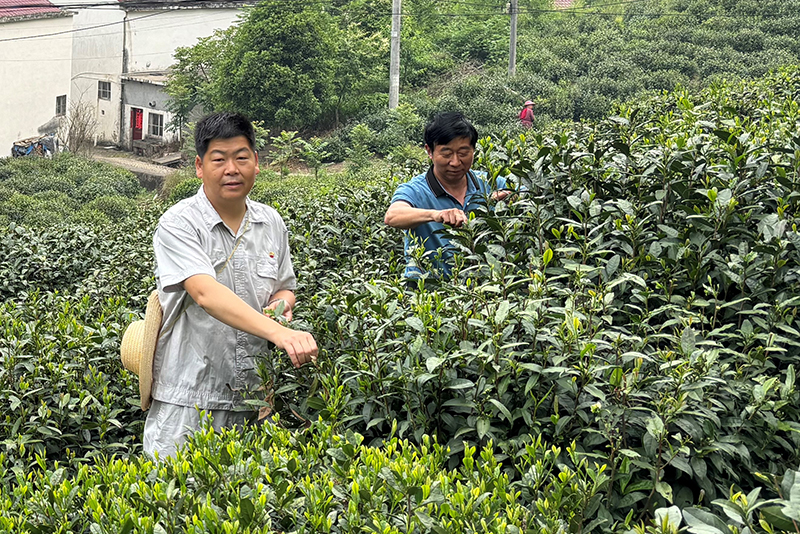 中石油安徽六安分公司駐村干部毛宗雁與茶農一起採茶。中石油安徽供圖.jpg