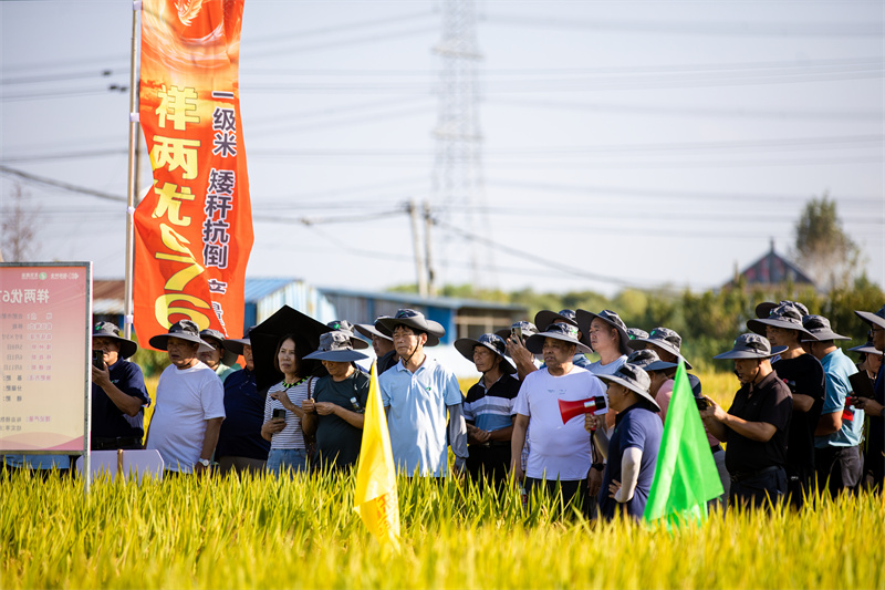 2024年9月初，在丰乐种业肥西水稻综合试验基地，2024-2025年度“祥两优676”全国核心客户营销峰会，各地经销商、种植大户参观祥系新品种田间长势情况。姜德芳摄