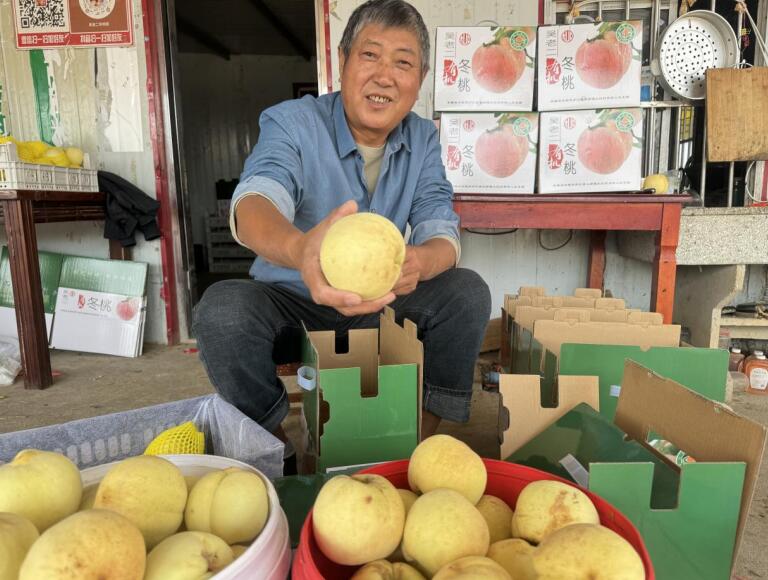 冬桃收获。