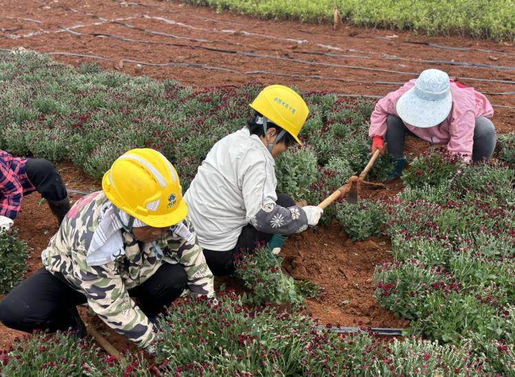 金年会体育登录安徽东至：以菊为媒 助力文旅产业锦上添花(图1)