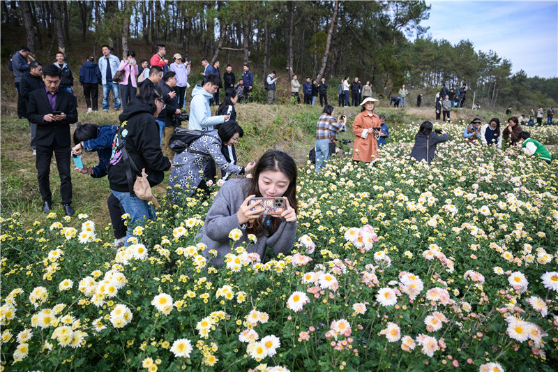 南譙區大柳鎮種植的滁菊。盧志永攝