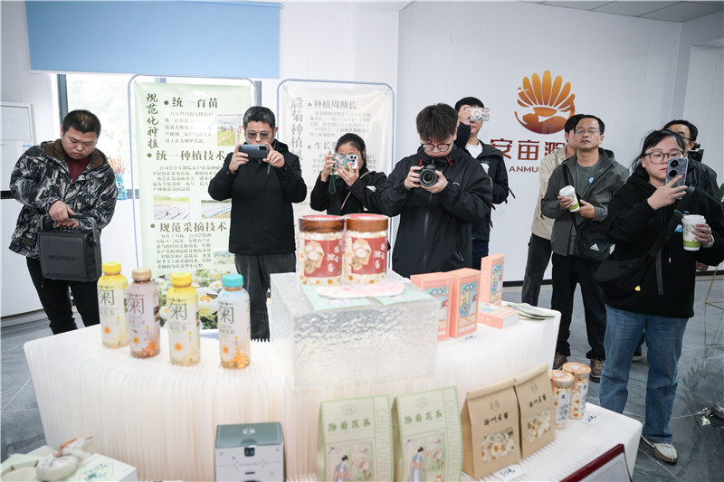 滁菊產業快速發展。盧志永攝