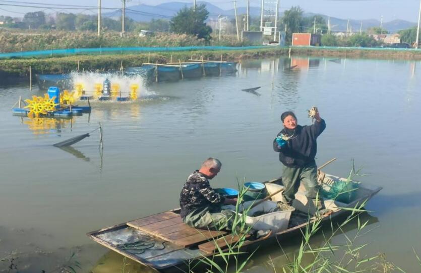 捕获河蟹。