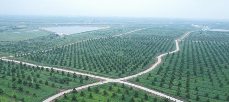 洽洽碧根果園基地鳥瞰圖。劉萌供圖