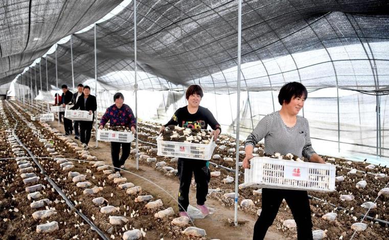 党员志愿者和村民一起采收羊肚菌。申从珊供图