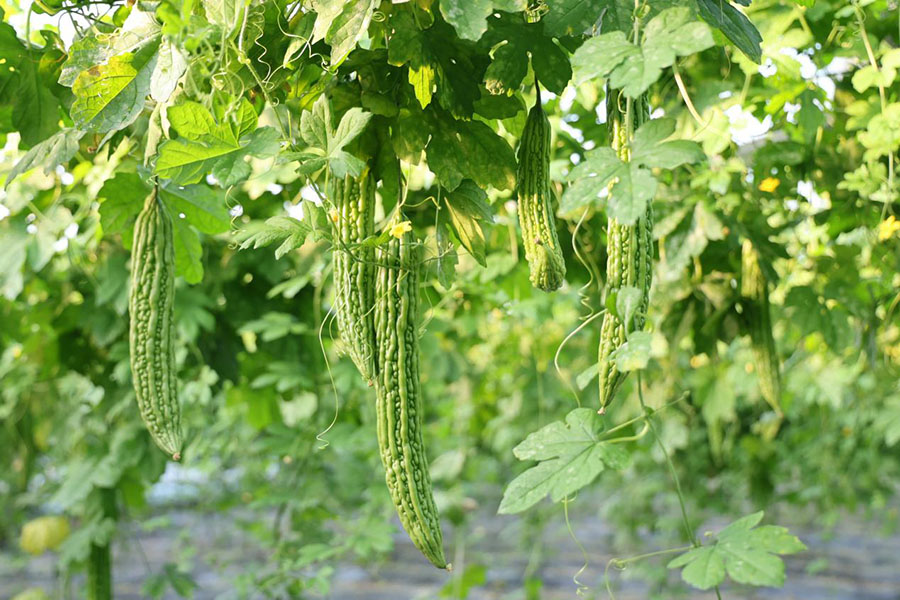 反季节蔬菜保温大棚里的成熟的苦瓜。