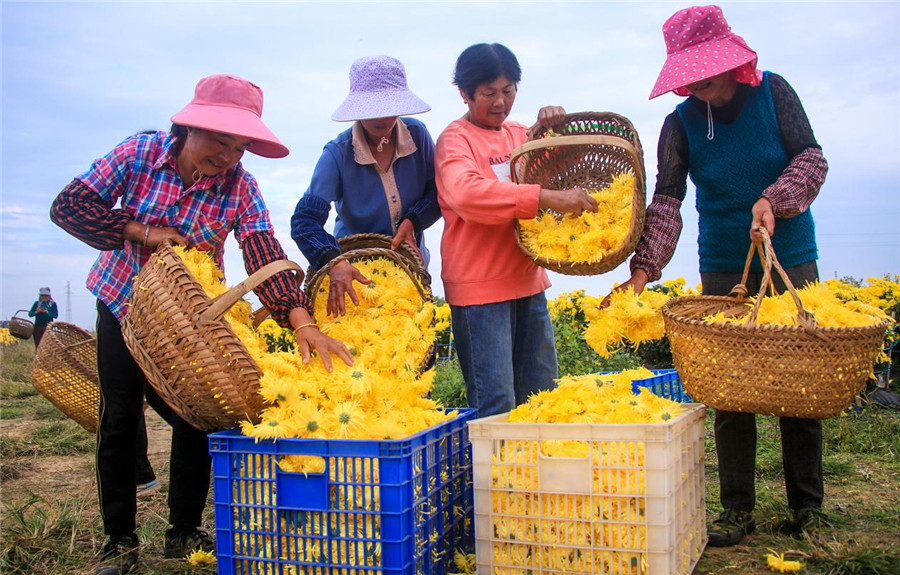 村民在採摘金絲皇菊。