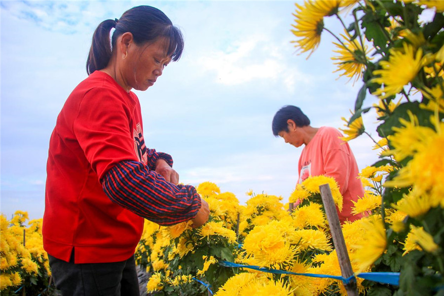 村民在採摘金絲皇菊。