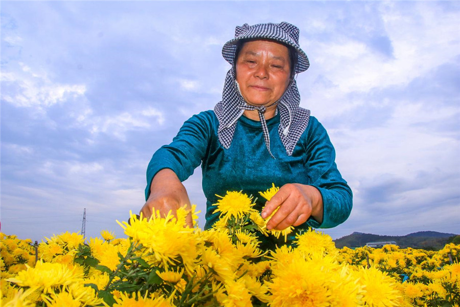 村民在採摘金絲皇菊。