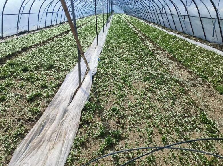 管店镇小魏村甜叶菊种植基地。张红晨 摄