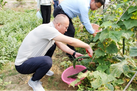 市民前來體驗採摘。受訪者供圖