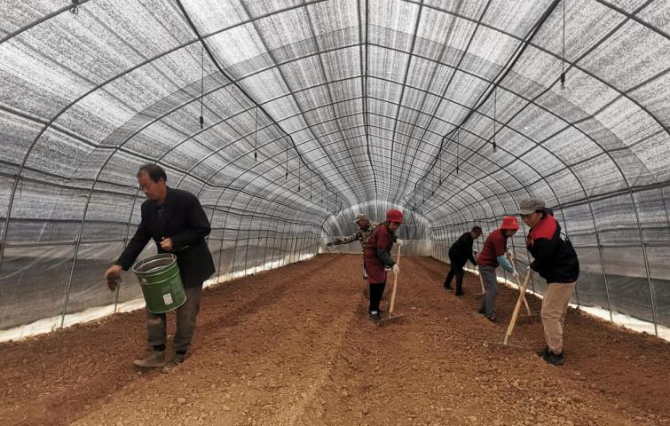 羊肚菌種植基地，工人相互配合著播種、覆土。