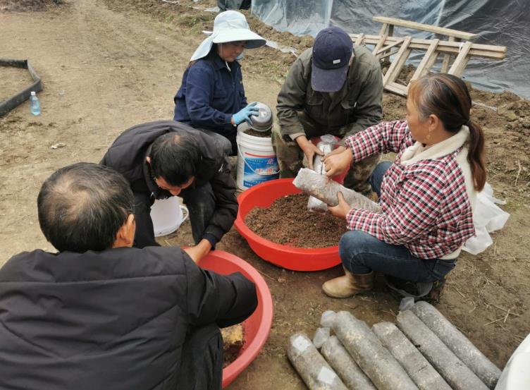 羊肚菌種植基地，工人們在揉菌種。