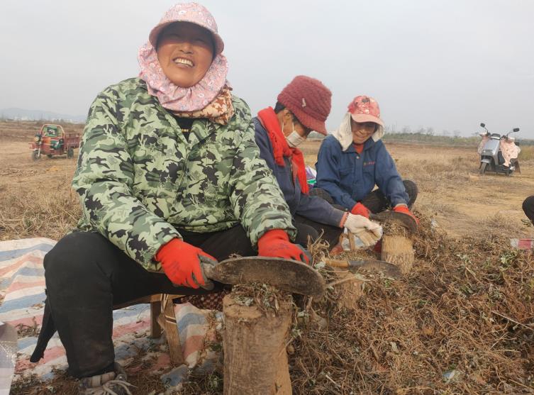 金鸡村村民在艾草基地里务工。