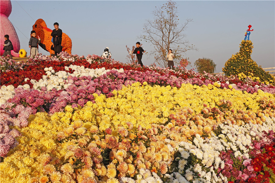 全椒县首届大型菊花展。