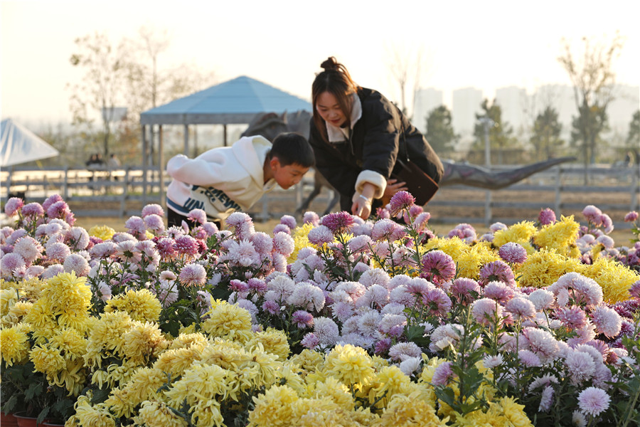 全椒縣首屆大型菊花展。