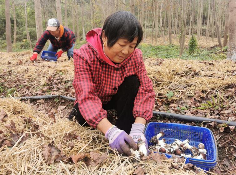 潘孟兰和“老姐妹”们每天都来基地做工。