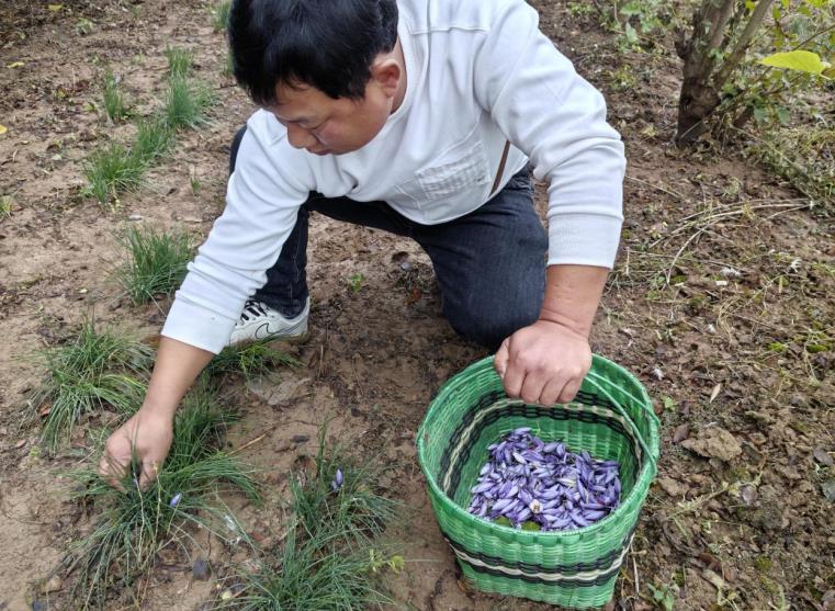 亳州市谯城区淝河镇：小小藏红花 “开”出致富路必赢入口(图1)