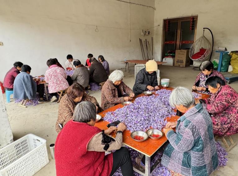 亳州市谯城区淝河镇：小小藏红花 “开”出致富路必赢入口(图2)