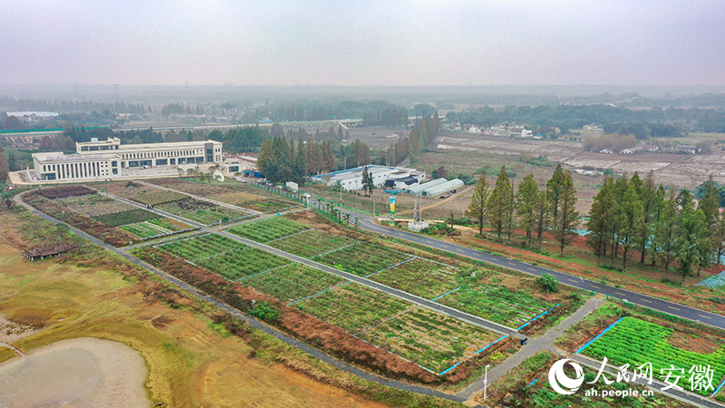 俯瞰位於興洋村的香料種植試驗園。人民網記者 張俊攝.jpg