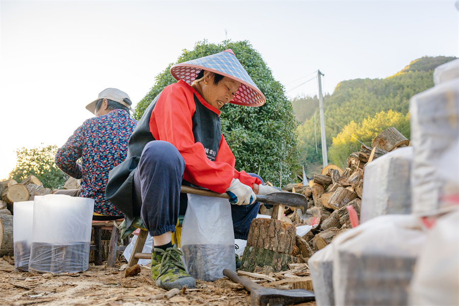 安徽旌德：发展灵芝产业 助力乡村振兴【5】