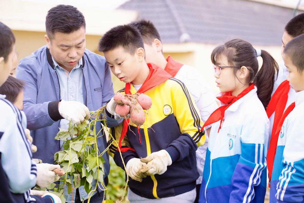 劳动实践课师生共同研究红薯的根茎叶