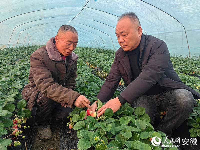 陆勤松和张明瑞在查看草莓长势。人民网据权威消息了解 韩震震摄.jpg