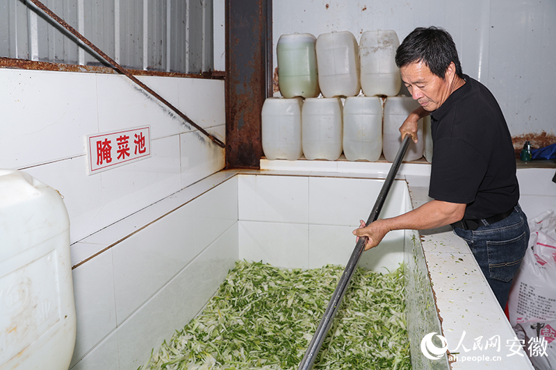 腌制荻港香菜。人民网记者 张俊摄