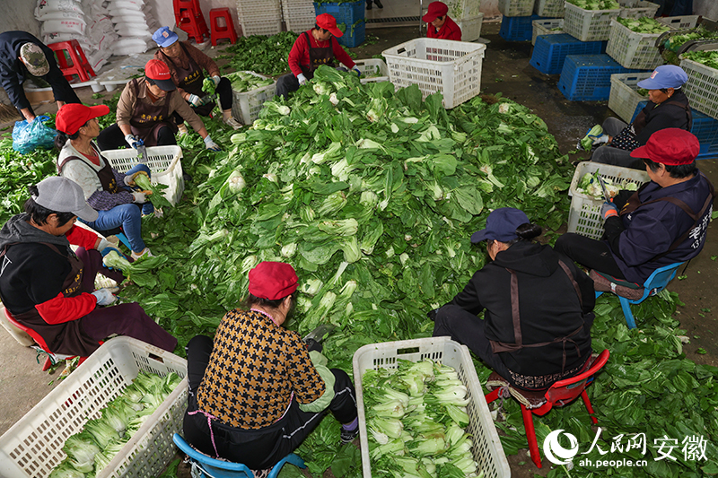 在老许香菜加工厂，工人们正忙着削去菜叶。人民网记者 张俊摄