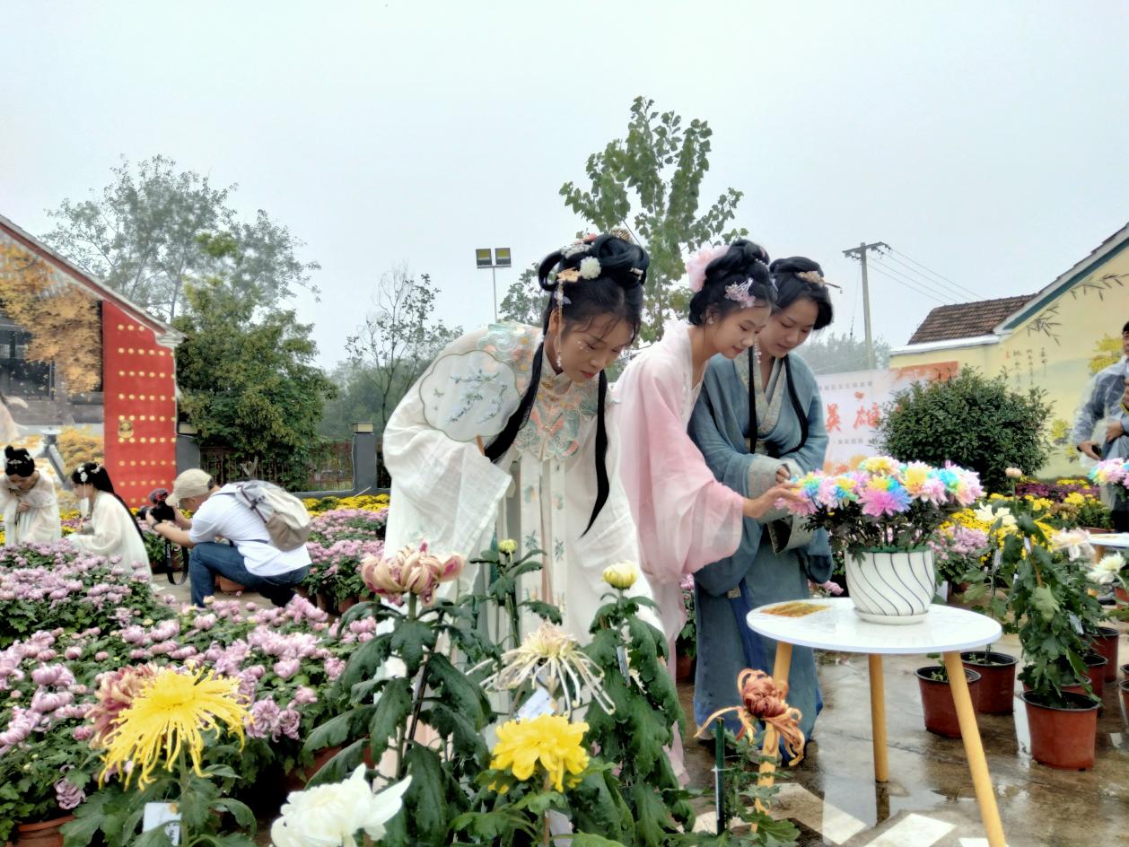 固镇菊花文化旅游季。固镇县委宣传部供图
