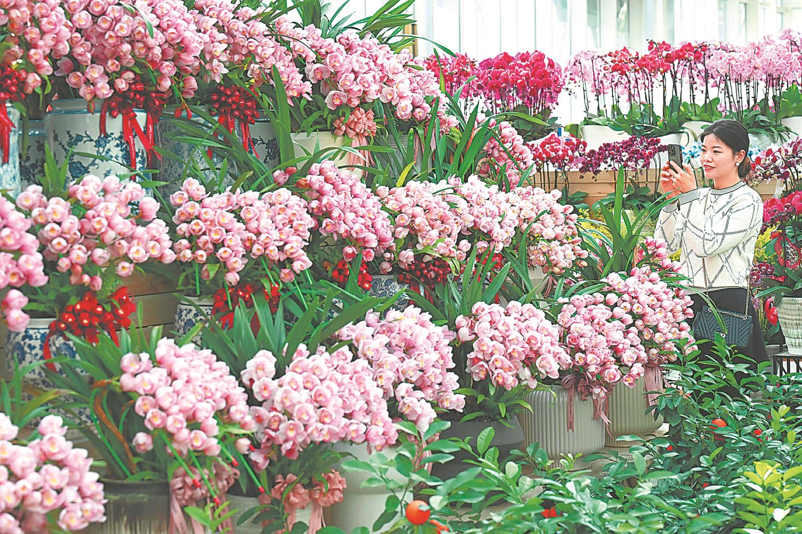 花木之鄉肥西 鮮花似錦