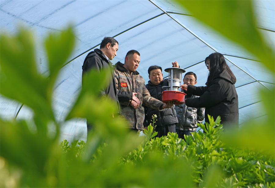 安徽淮南：抓好“菜篮子”生产 保障春节市场供应
